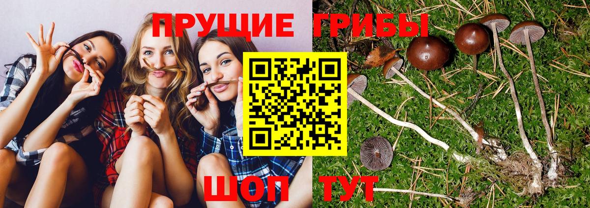 Арсеньев  Псилоцибиновые грибы прущие грибы  Вход с VPN  Галлюциногенные грибы мухоморы 